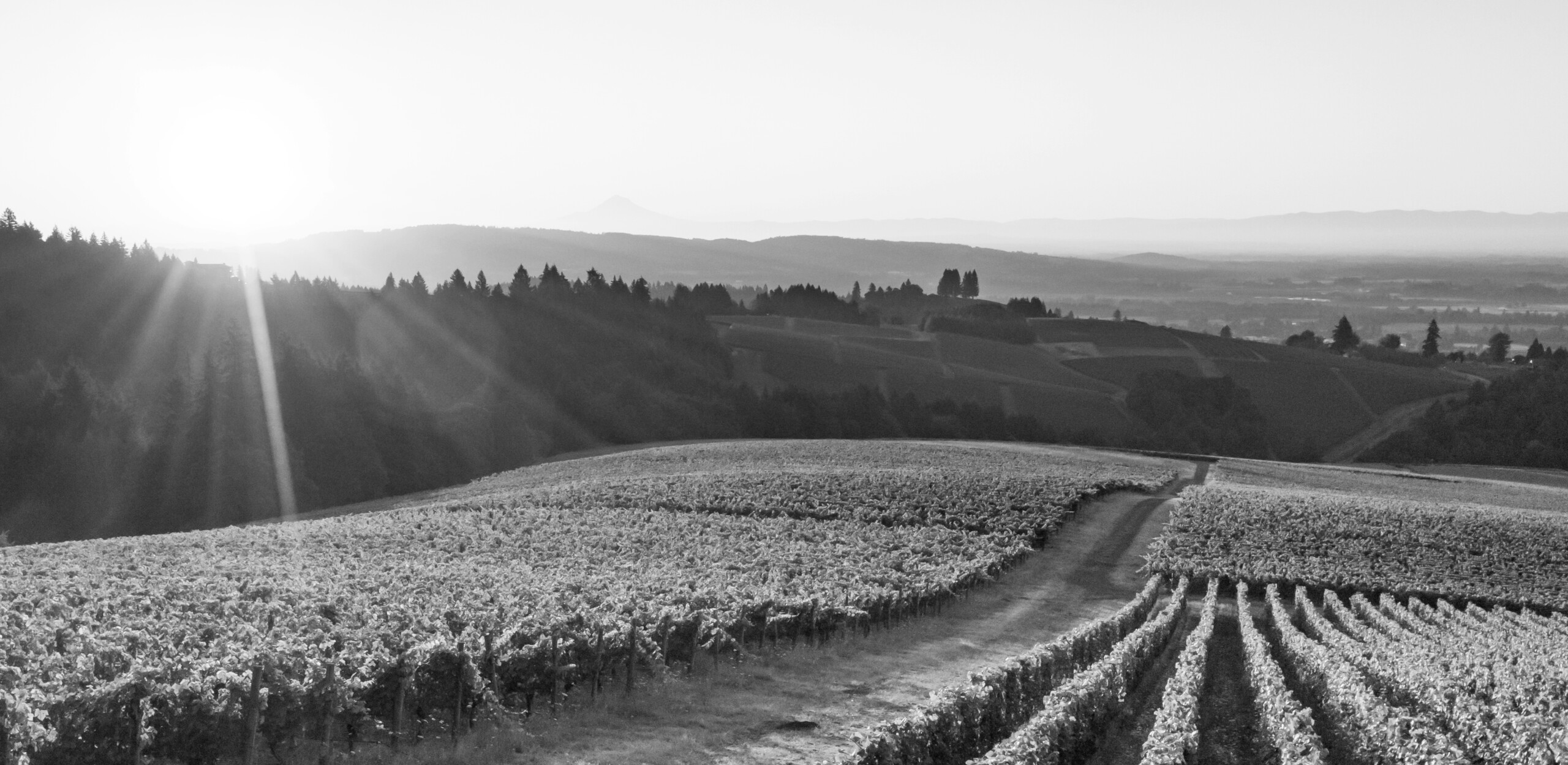 Bw Vineyard Sunrise Knudsen Vineyards