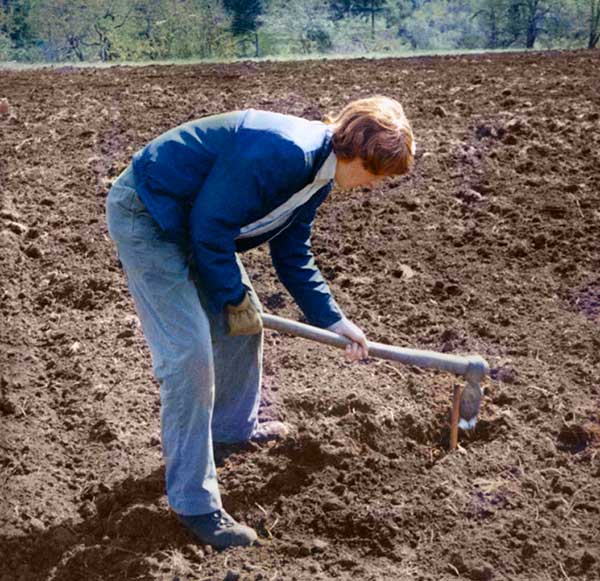 historical image - vineyard being planted in 1970's