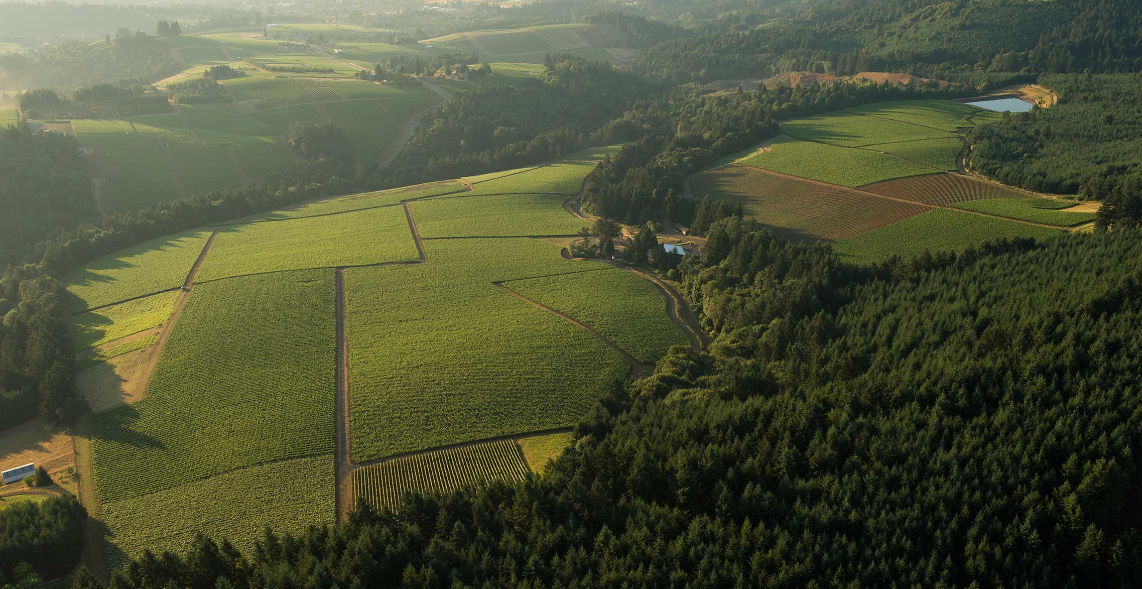aerial photo of vineyard
