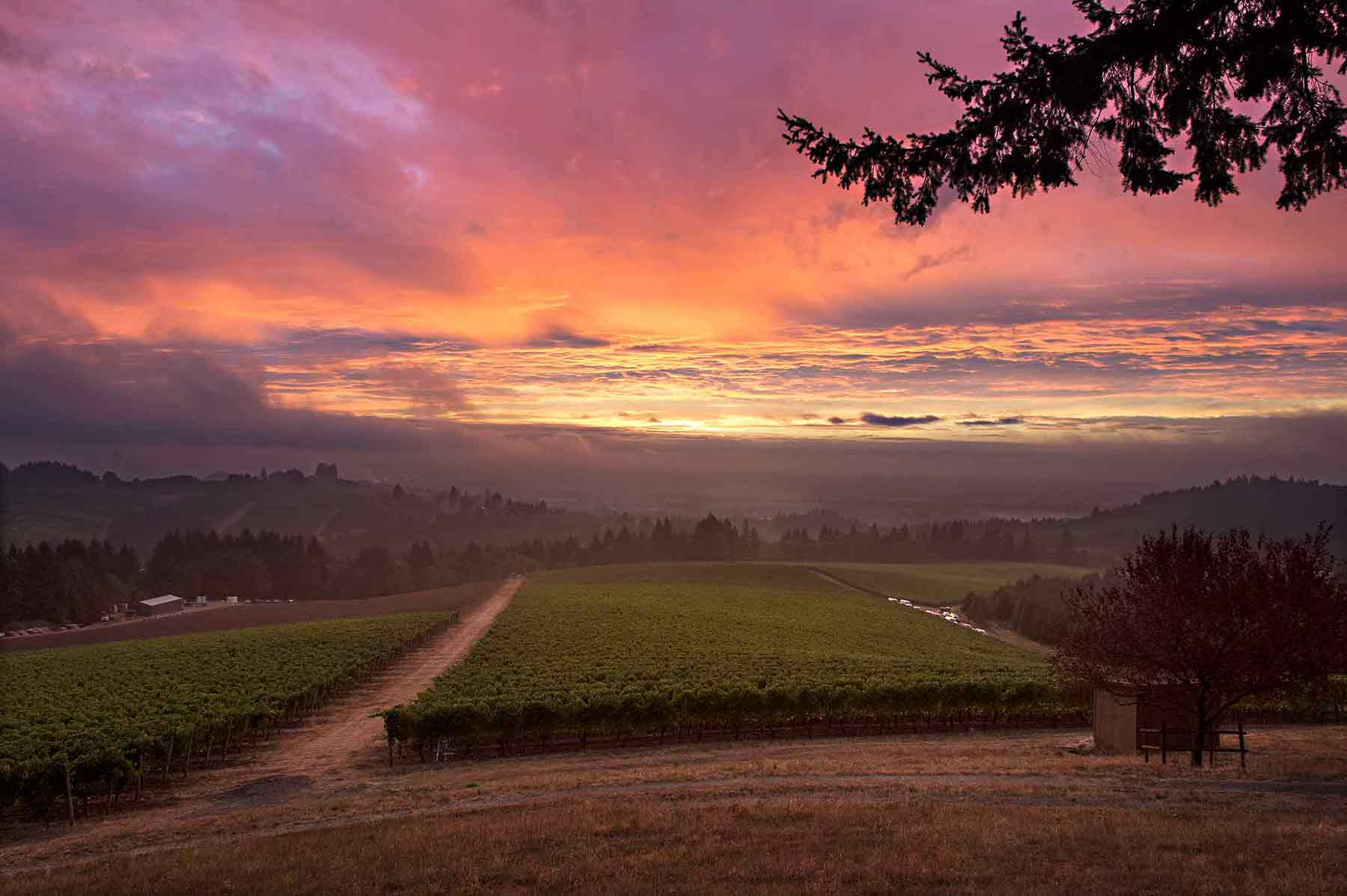 photo of sunrise over vineyard