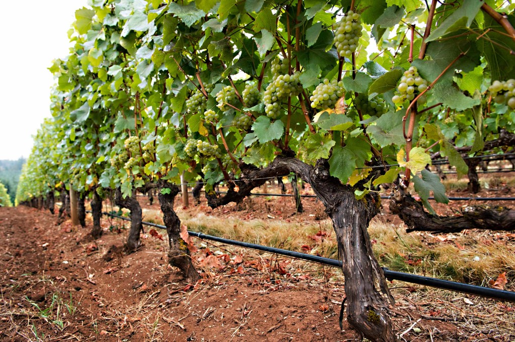 white-grapes image of grapevines with grapes