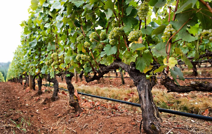 image of grapevines with grapes