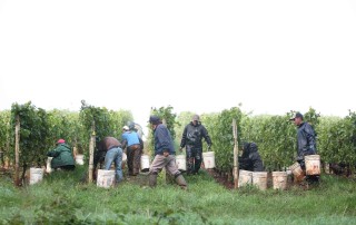grape harvesters working in vineyard