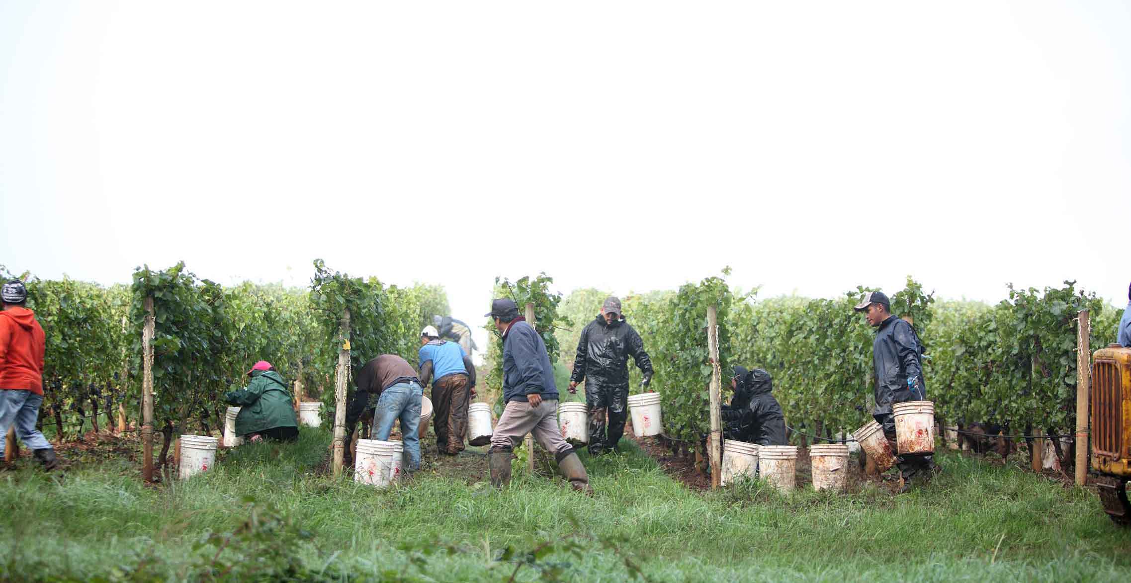 grape harvesters working in vineyard