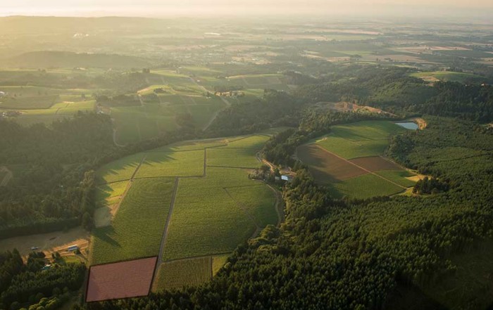 aerial view of vineyard