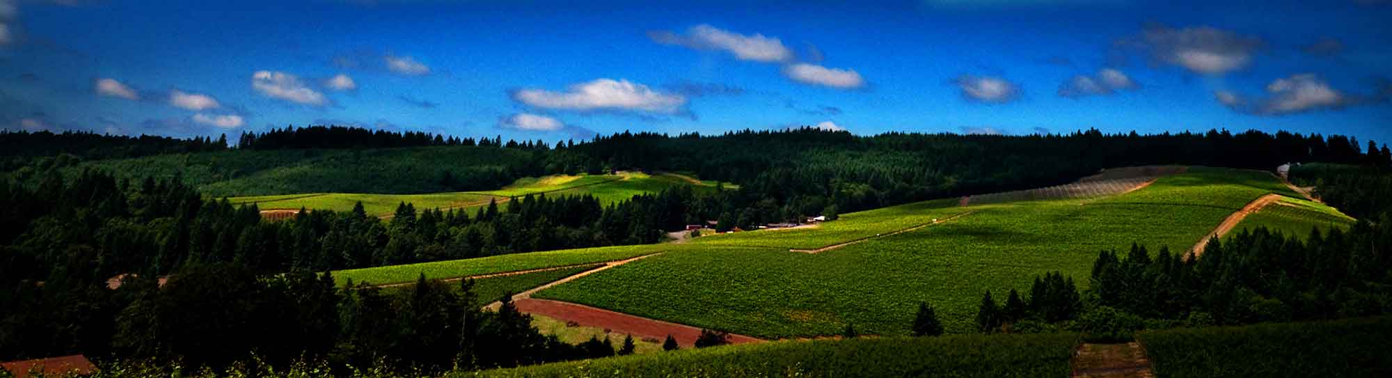 aerial view of vineyard