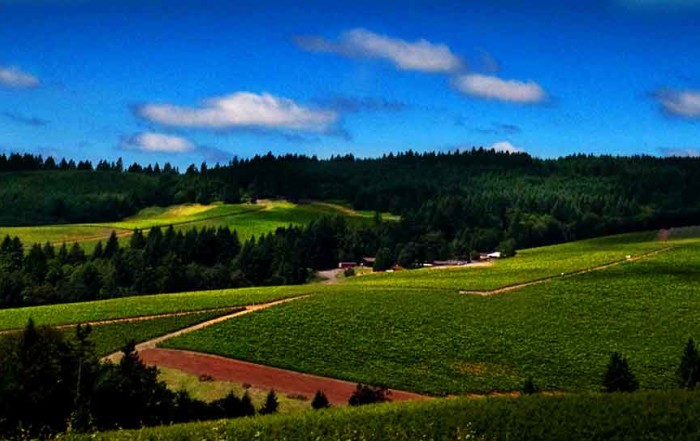 aerial view of vineyard