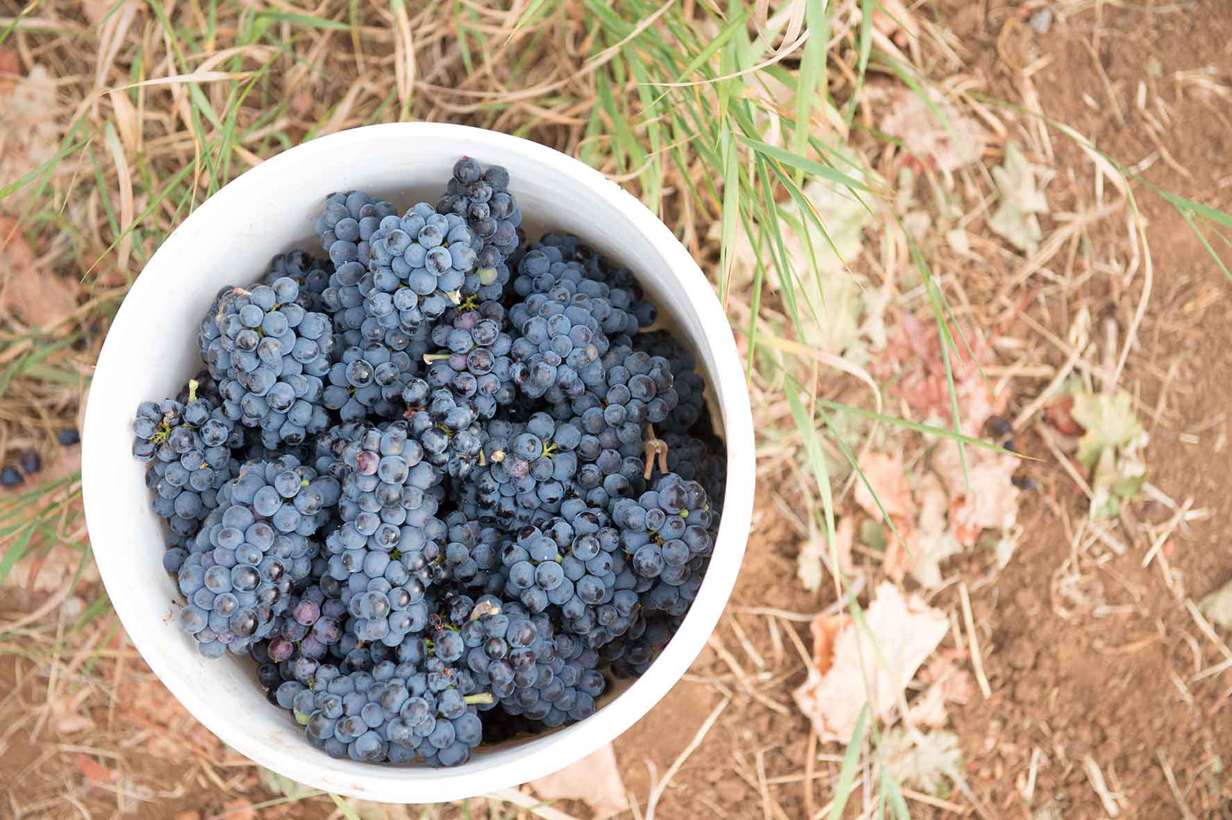bucket of grapes