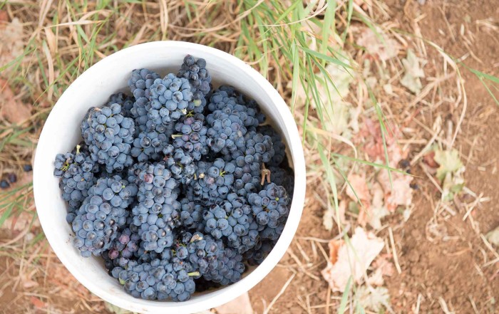 bucket of grapes