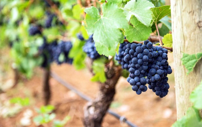 close up photo of black grapes hanging on grapevine