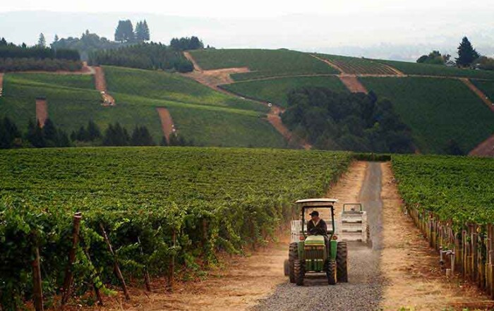 tractor driving in vineyard