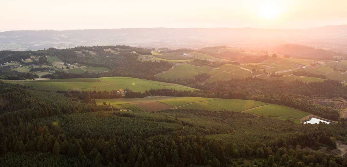 Aerial View over Knudsen Vineyard, Dundee Hills, Willamette Valley, Oregon