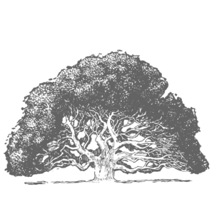 Oak tree