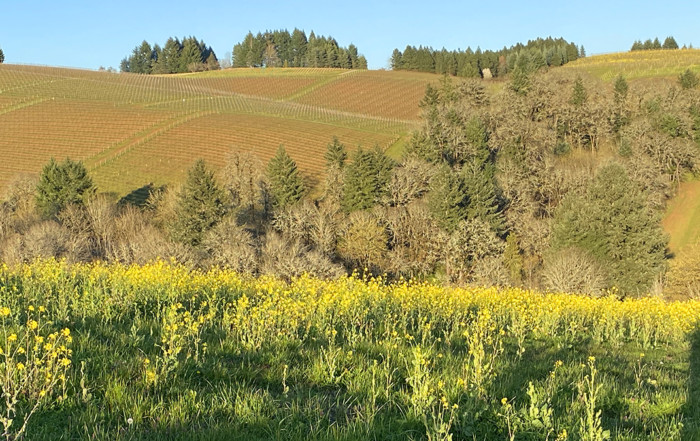 image of vineyard view