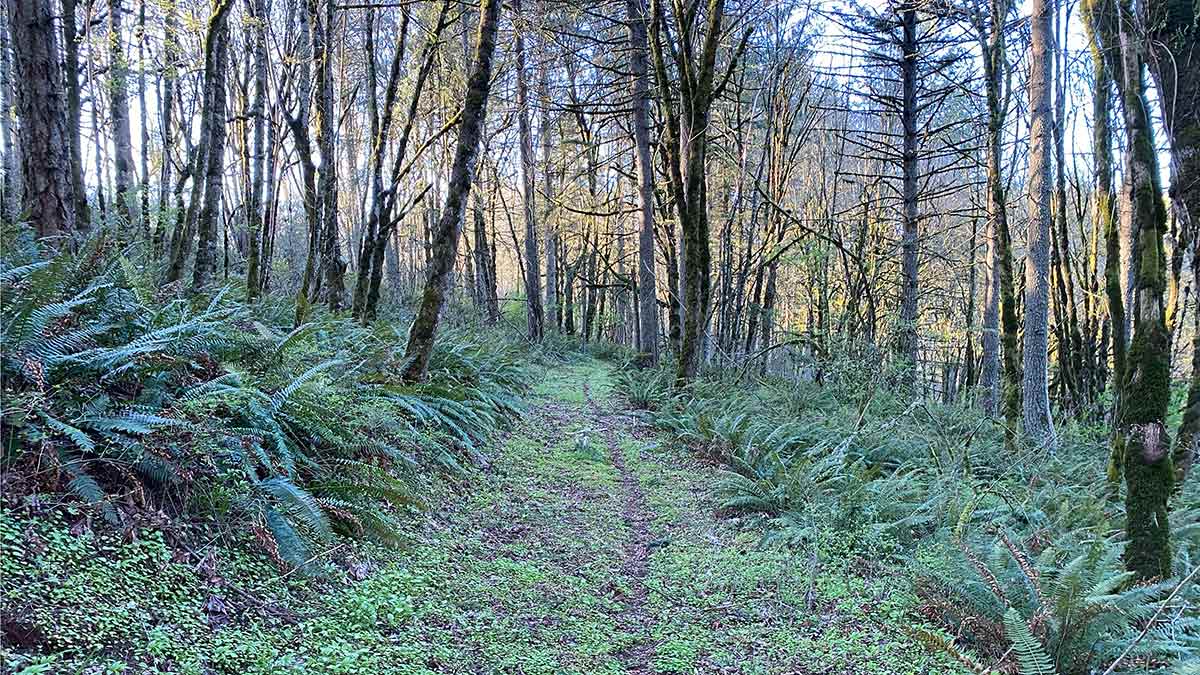 photo showing path through forest with lush ferns