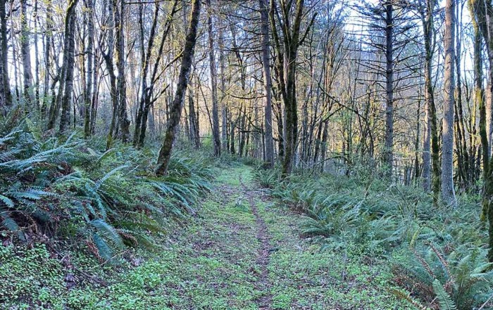 photo showing path through forest with lush ferns