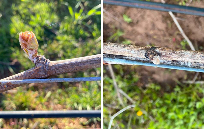 photo of grape vines with buds at different stages