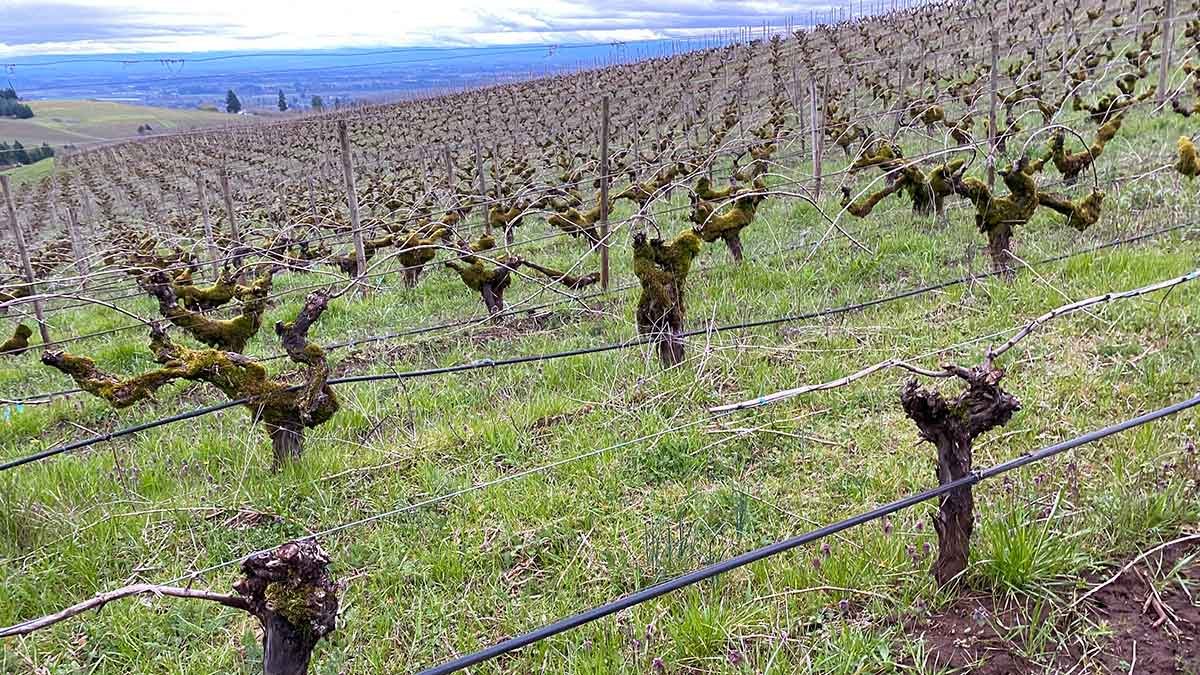 photo of steep hill in vineyard showing old vines in comparison to younger vines