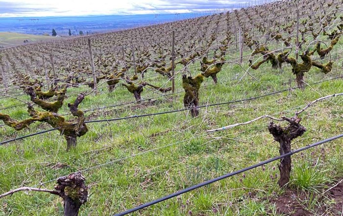 photo of steep hill in vineyard showing old vines in comparison to younger vines