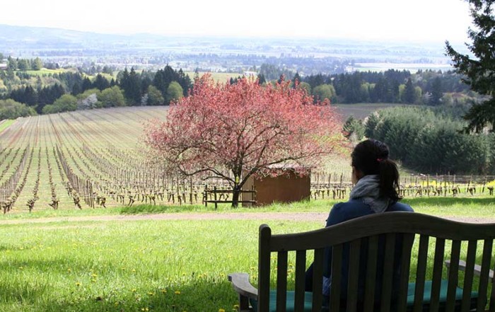 woman sitting on a bench overlooking the vineyard