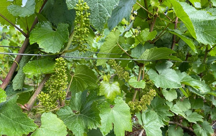 photograph of grape vines showing clusters of grapes in bloom