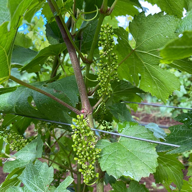 photograph of grape vines showing clusters of grapes in bloom