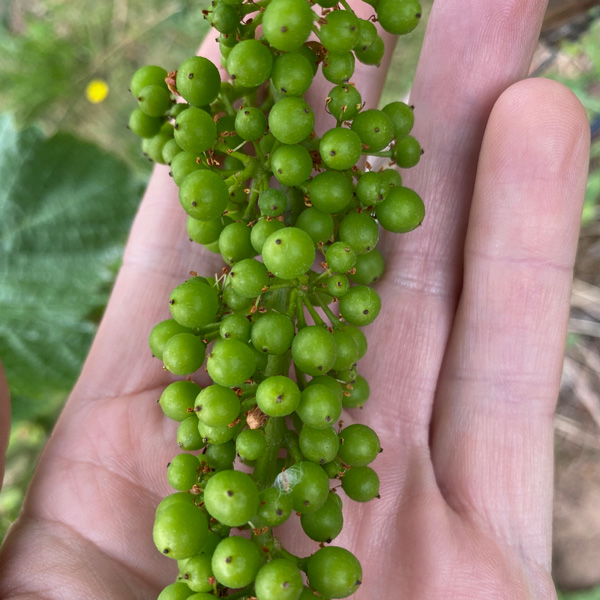 fruit-cluster-development-midjuly2020 photo of a very small cluster of grapes in the palm of someone's hand