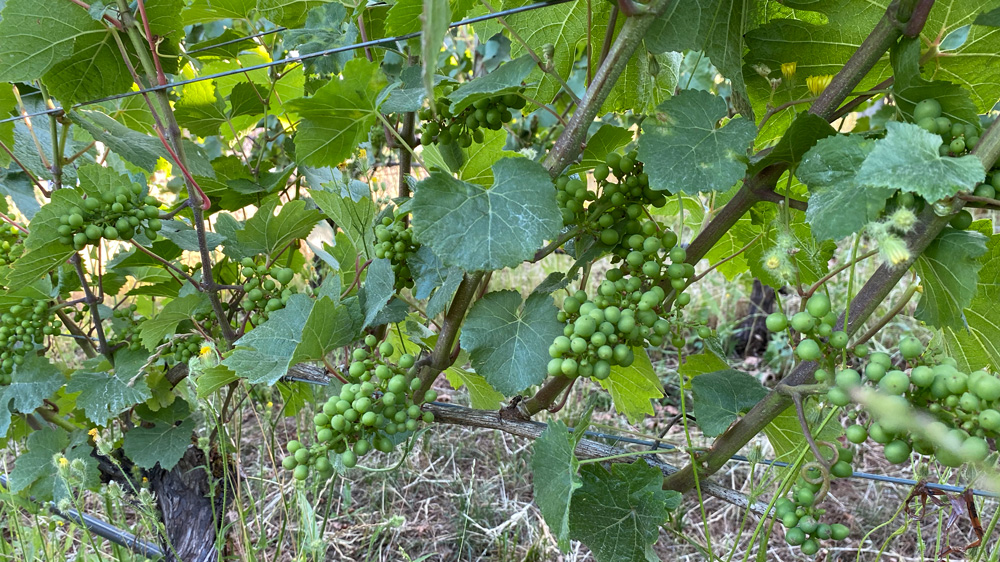 photo of immature bunches of grapes hanging from a grape vine