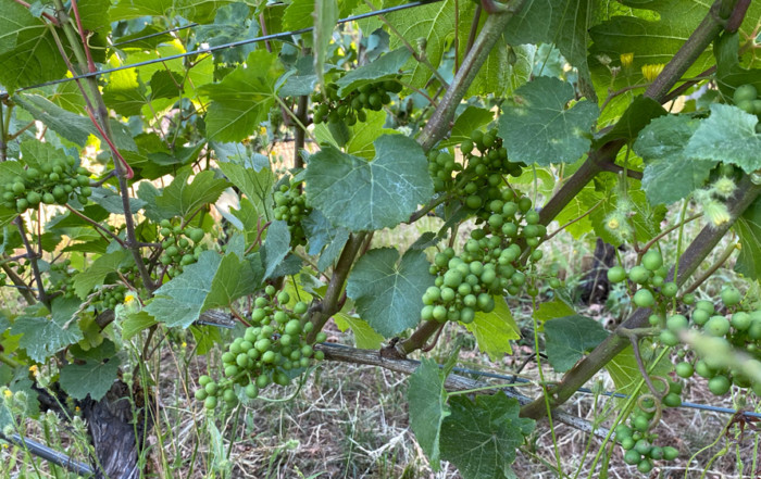 photo of immature bunches of grapes hanging from a grape vine