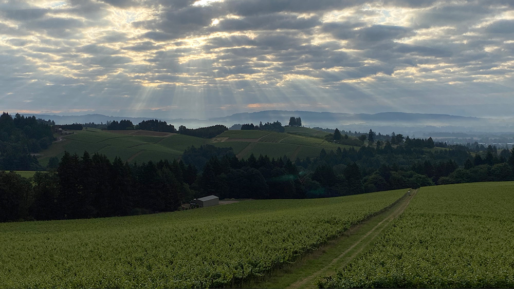 panoramic photograph showing light filtering through the clouds above a lush, green vineyard