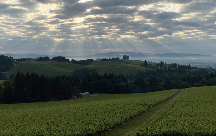 panoramic photograph showing light filtering through the clouds above a lush, green vineyard