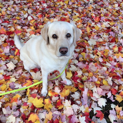 Yellow labrador in fall leaves