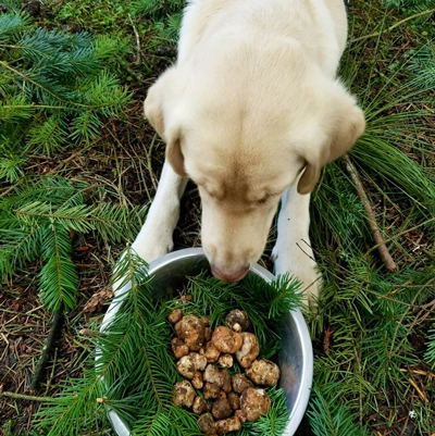 Yellow labrador retriever sitting in front of a bowl of oregon white truffles