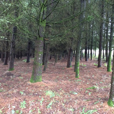 forest of pine trees