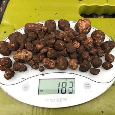 oregon truffle mushrooms on a scale