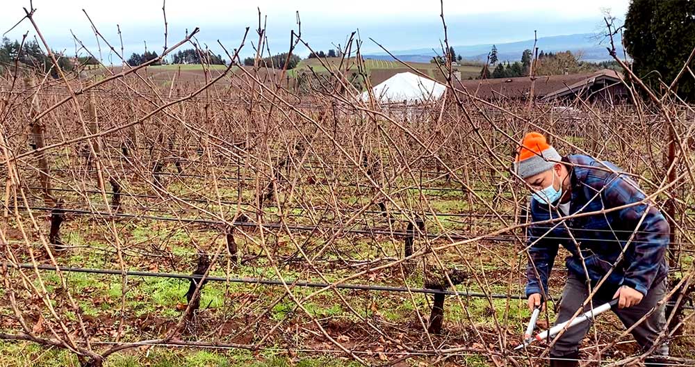 vineyard worker cutting grapevines on a winter day in willamette valley