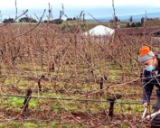 vineyard worker cutting grapevines on a winter day in willamette valley
