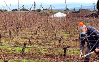 vineyard worker cutting grapevines on a winter day in willamette valley