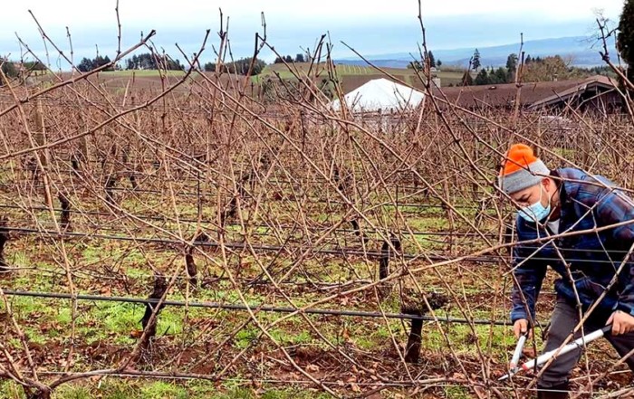 vineyard worker cutting grapevines on a winter day in willamette valley