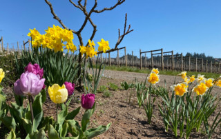 tulips and daffodils blooming in the foreground with vineyard in the backgroudn