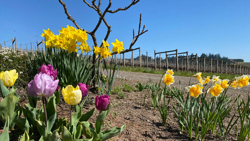 tulips and daffodils blooming in the foreground with vineyard in the backgroudn