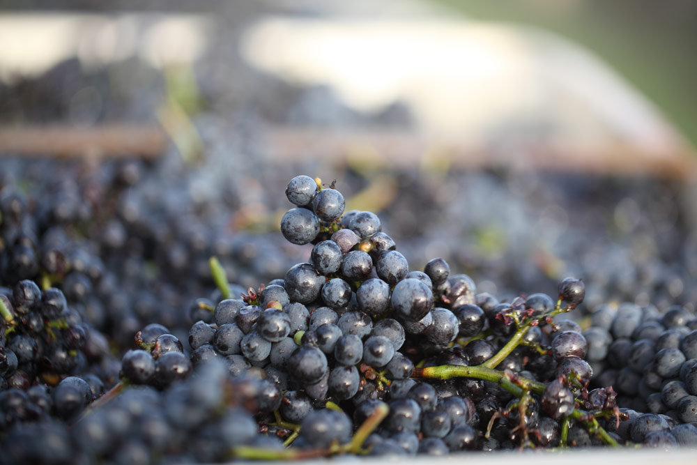 photograph of red wine grapes