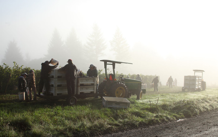 photograph of machinery and workers at the edge of a foggy vineyard