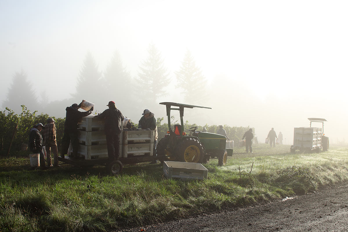 photograph of machinery and workers at the edge of a foggy vineyard