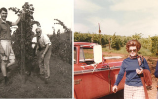 historical photographs of people dressed up and in the vineyard: Black and whit ephoto of two men picking grapes, color photograph of two women with bouffant hairdos carrying a basket near the vineyard and a red vintage dodge ram pickup truck