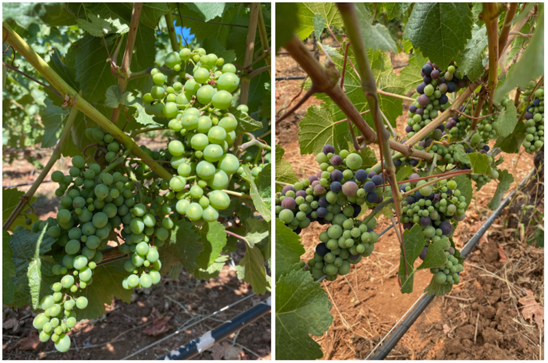 2021-grape-harvest-oregon