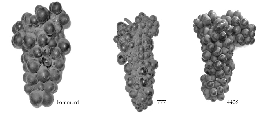 pinot-noir-clones