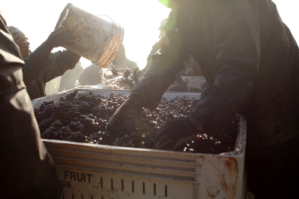 Knudsen Vineyards