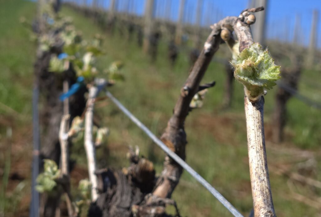 Bud break progressing across the vineyard at Knudsen Vineyards