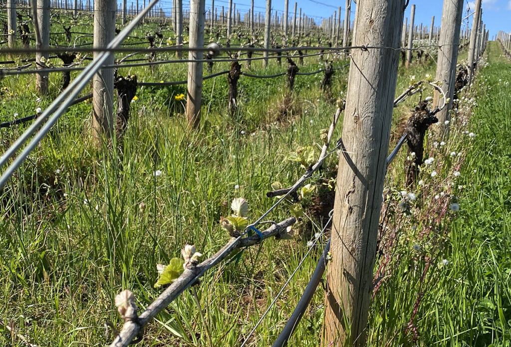 Healthy spring bud break at Knudsen Vineyards in the Dundee Hills